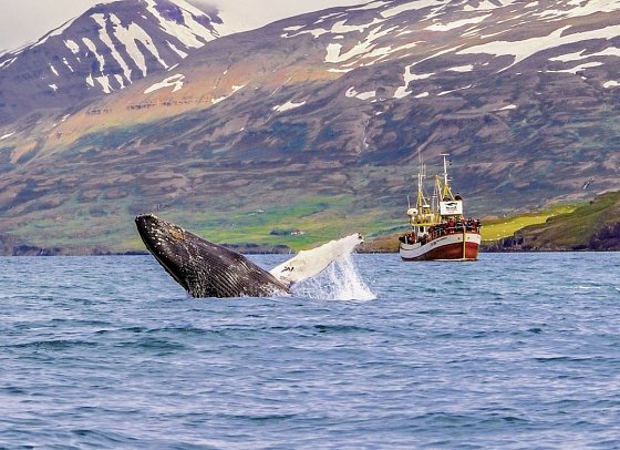 Islands Highlights - Walbeobachtung
