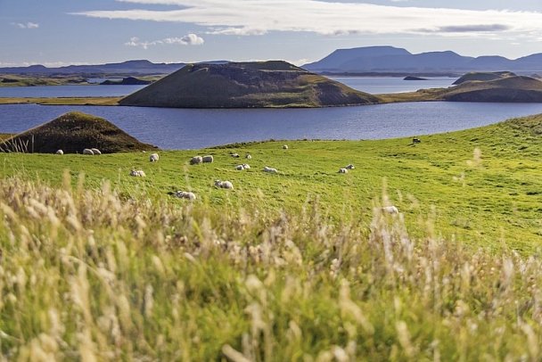 Hochland, Gletscher und Geysire - Myvatn