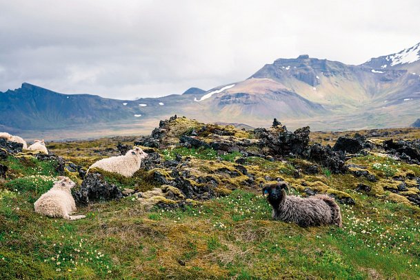 Island intensiv - Schafe, Snaefellsnes
