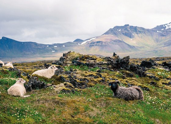 Island intensiv - Schafe, Snaefellsnes
