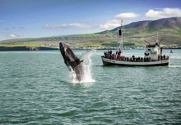 Hochland und Vulkane - Walbeobachtung Husavik