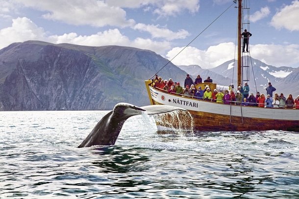 Rund um Island - Von den Westfjorden bis zur Gletscherlagune - Walbeobachtung
