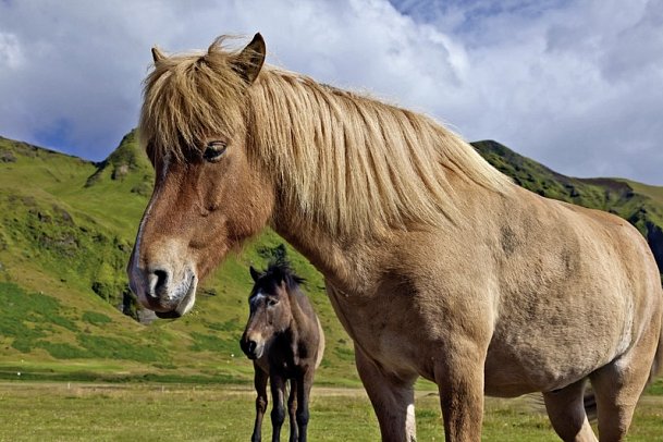 Rund um Island - Von den Westfjorden bis zur Gletscherlagune - Islandpferde