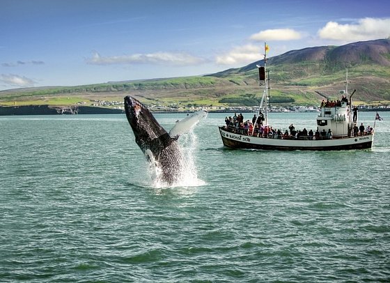 Die große Islandrundreise - Walbeobachtung Husavik