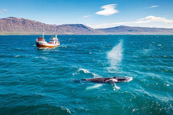 Höhepunkte rund um Reykjavik - Walbeobachtung