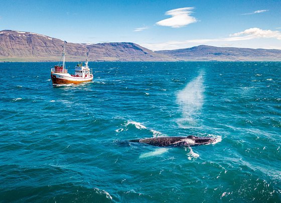 Höhepunkte rund um Reykjavik - Walbeobachtung