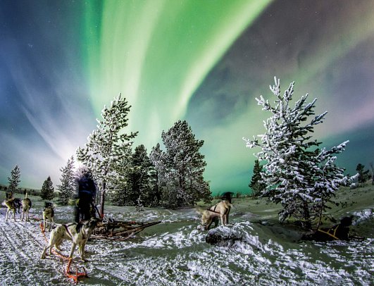Kirkenes Snowhotel - Hundeschlitten-Safari