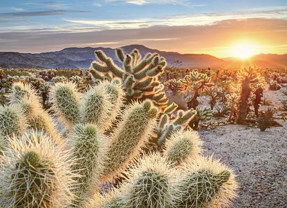 Western Values - Joshua Tree Nationalpark
