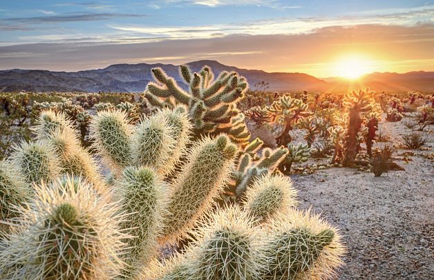 Western Values - Joshua Tree Nationalpark