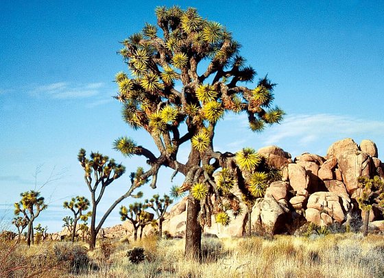Western Values - Joshua Tree Nationalpark