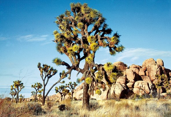 Western Values - Joshua Tree Nationalpark
