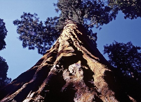 Great West - Sequoia NP