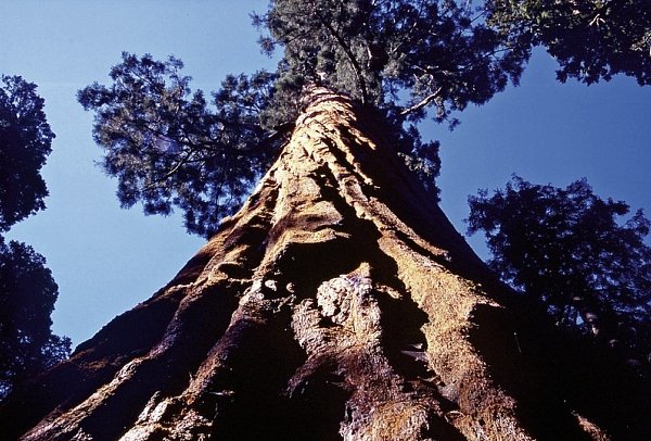 Great West - Sequoia NP