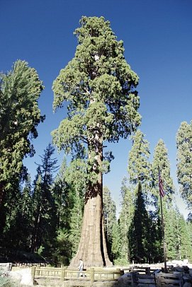 Great West - Sequoia NP