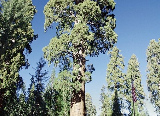 Great West - Sequoia NP
