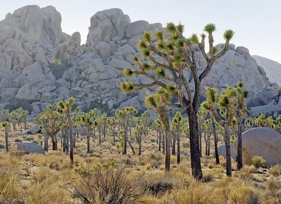 Western Triangle - Joshua Tree Nationalpark