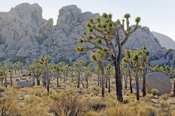 Western Triangle - Joshua Tree Nationalpark