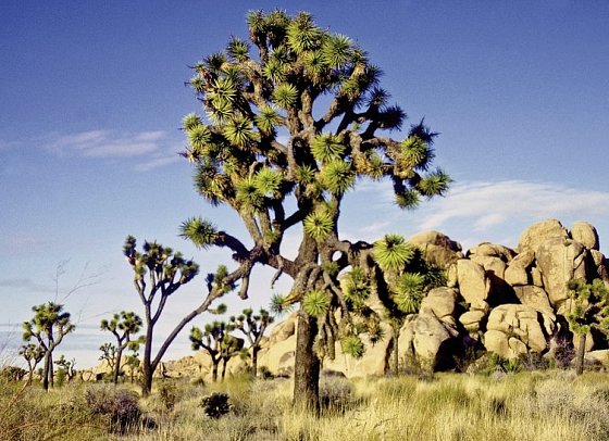 Wild West Feeling (15 Nächte) - Joshua Tree NP