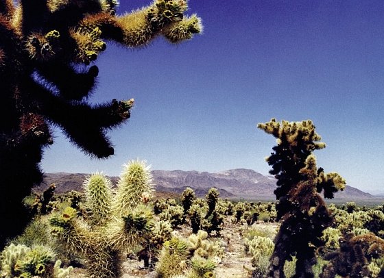 Wild West Feeling (7 Nächte) - Mojave-Wüste