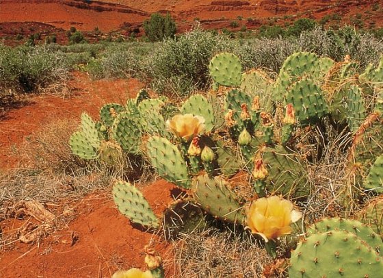 Wild West Feeling (7 Nächte) - Monument Valley
