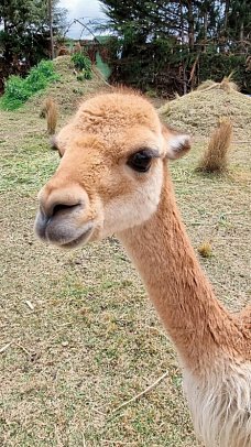 Peru & Bolivien: Andenträume - Vicuña
