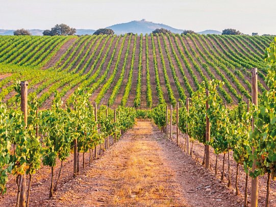 Portugal – Land der reizvollen Kontraste (14 Nächte, inkl. Mietwagen, ab Lissabon) - Weinberge Alentejo