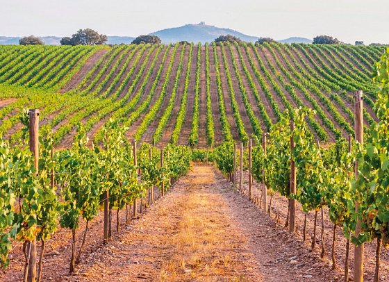 Portugal – Land der reizvollen Kontraste (14 Nächte, inkl. Mietwagen, ab Lissabon) - Weinberge Alentejo