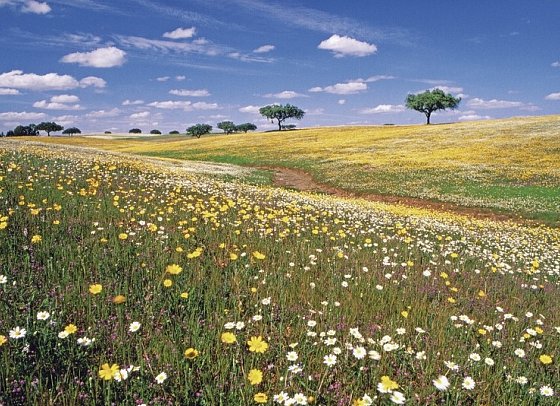 Trendregion Alentejo