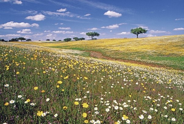 Trendregion Alentejo