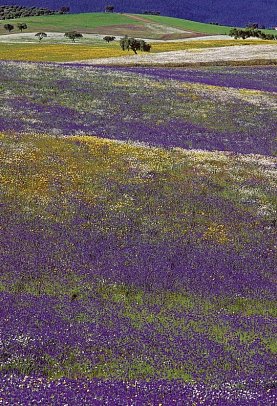 Trendregion Alentejo