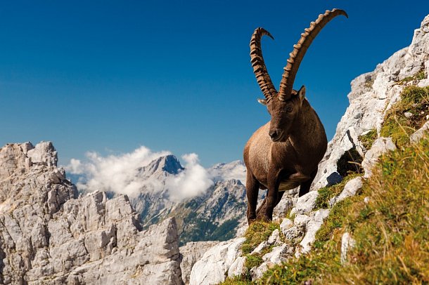 Slowenien bewusst erleben - Alpensteinbock