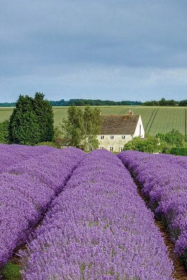 Südengland entspannt entdecken - Lavendelfeld Cotswolds