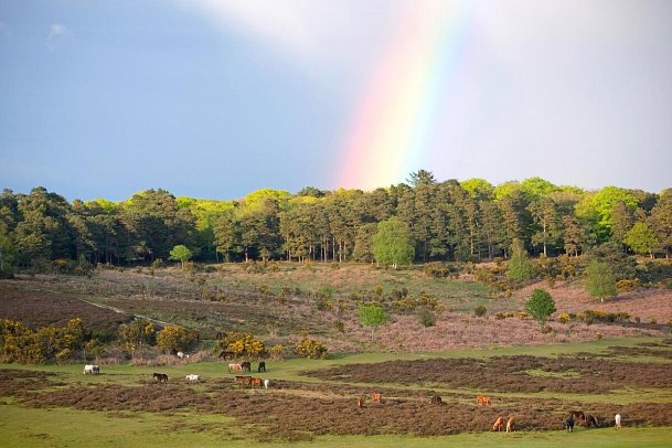 Südengland für Einsteiger - New Forest