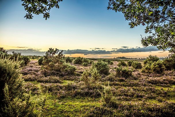 Südengland aktiv erleben - New Forest