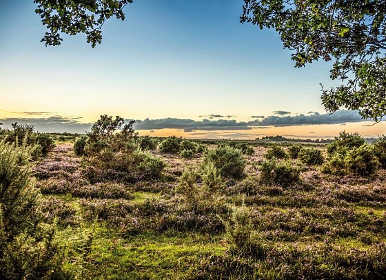 Südengland aktiv erleben - New Forest NP