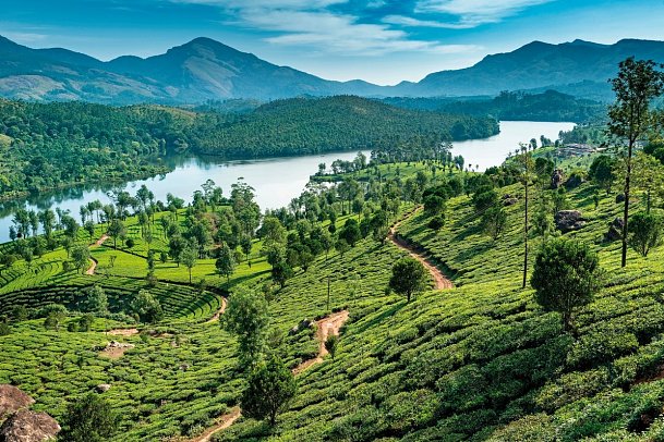 Südindien zum Kennenlernen - Teeplantagen in Kerala