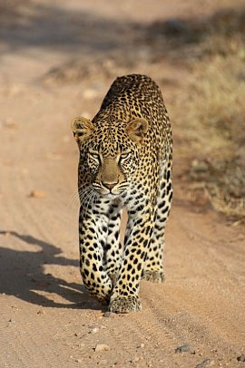 Die große Kenia Safari - Leopard, Masai Mara