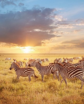 Die große Kenia Safari