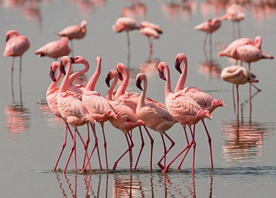 Die große Kenia Safari