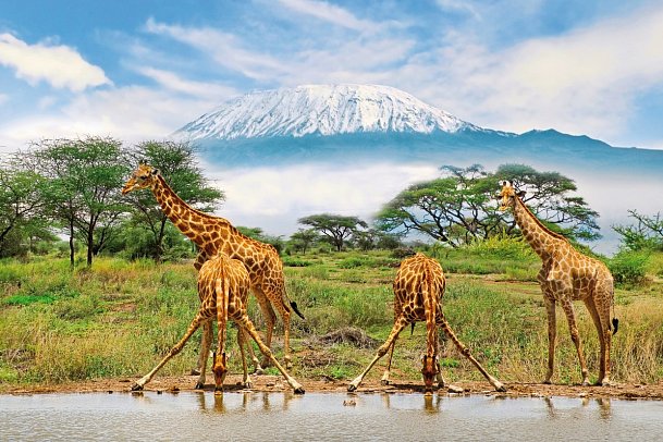 Die große Kenia Safari - Amboseli Nationalpark