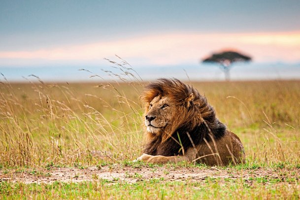 Die große Kenia Safari - Löwe in der Masai Mara