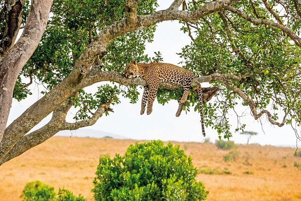 Die große Kenia Safari - Leopard