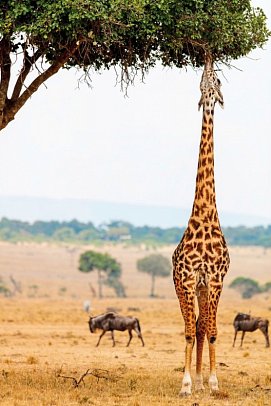 Die große Kenia Safari