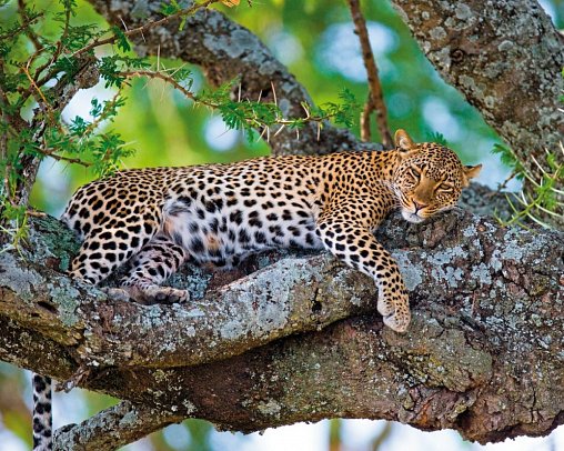 Die große Kenia Safari