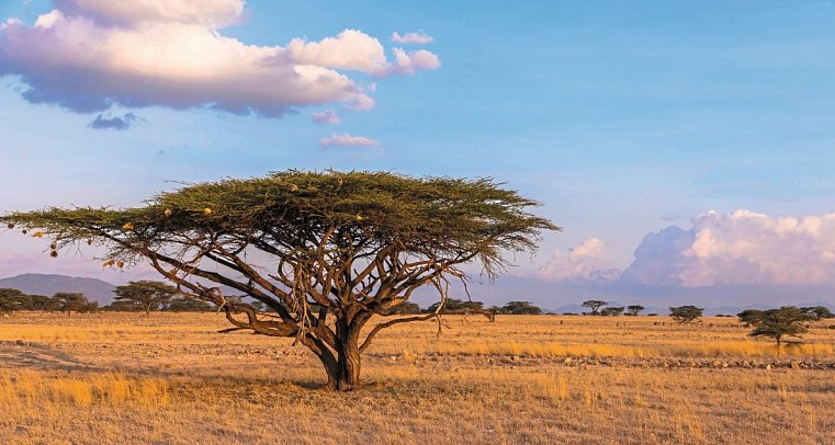 Die große Kenia Safari