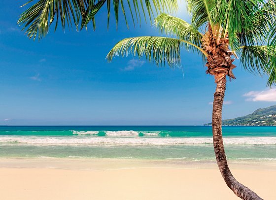 Reggae, Rum und Me(h)er