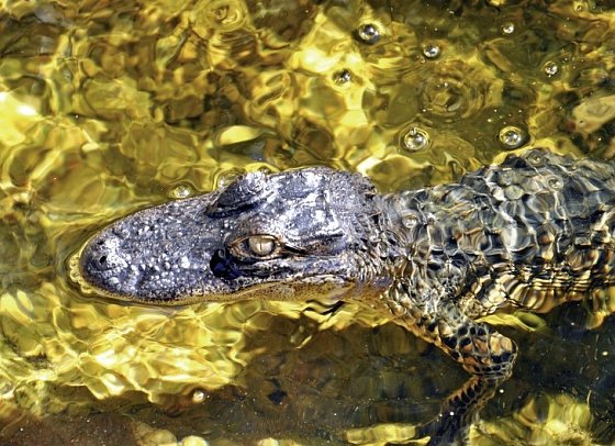 Sunshine State - Everglades