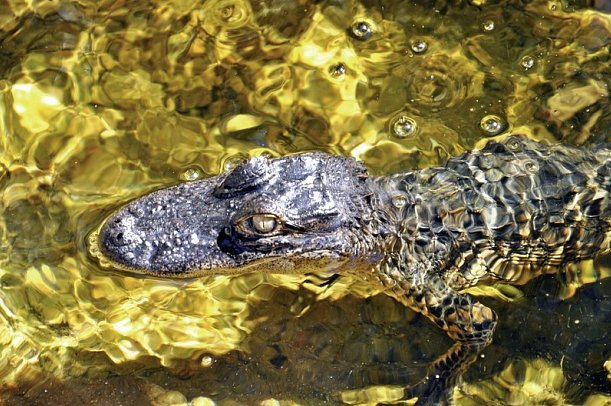 Sunshine State - Everglades