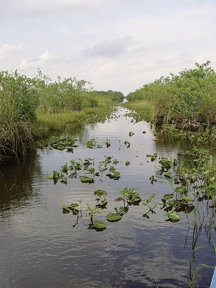 Sunshine State - Everglades