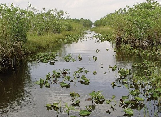 Sunshine State - Everglades